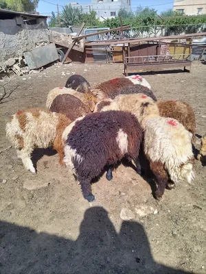 ‏غنم‏3