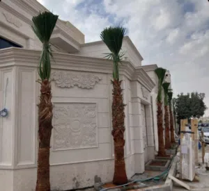 يتوفر لدينا جميع انواع النخيل العربي والواشنطني قلع_نقل_زراعه_تك اشجار زينه تواصل معي عبر سوق مفتوح