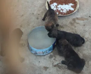 4 جراء بيتبول ..
