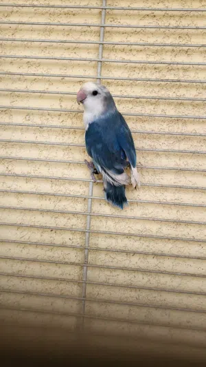 متاح انثي روز