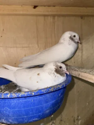 للبيع حمام باكستاني ازواج مضمونه ساسات