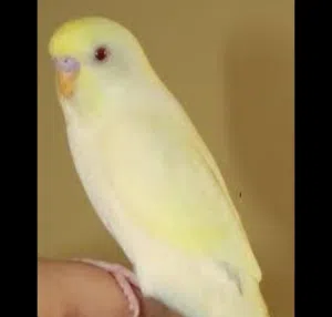 مطلوب طيور حب شكري نفس الي بالصورة عين حمره