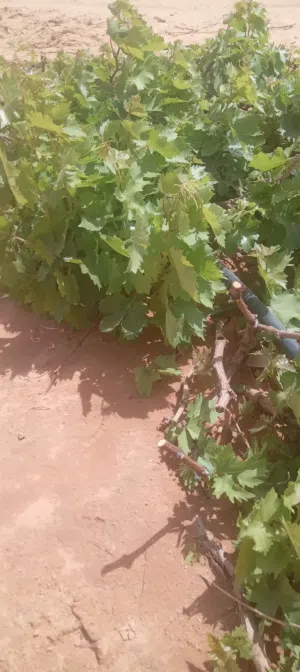 يوجد شتل عنب فراولة نوعية ممتازة للبيع للإستفسار على الهاتف