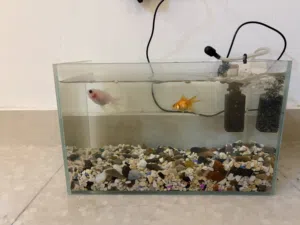 2 gold fish with fish tank