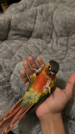 للبيع كنيور يلو سايد دبل  ريد فاكتور