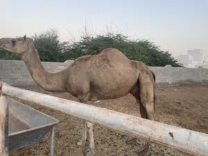 ناقه حليب للبيع تحتها قعود