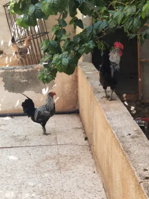 ديوك للبيع العمر سته اشهر الاثنين ليرتين ونص
