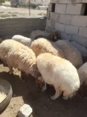 حلال اضاحي
