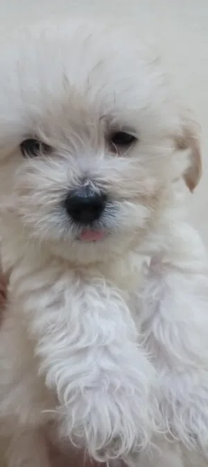 Maltese puppy for sale