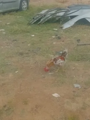 Chickens2