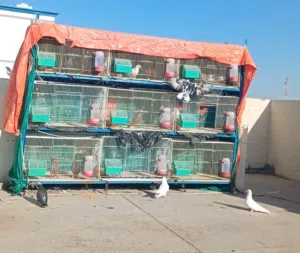 محاكر و استاندات