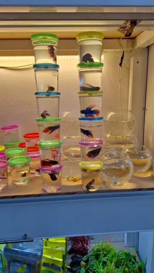 FISH for sale