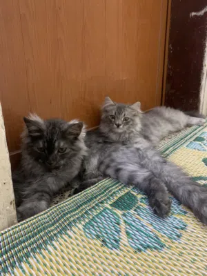 قطتين ذكور
