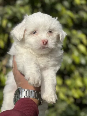 Havanese puppy