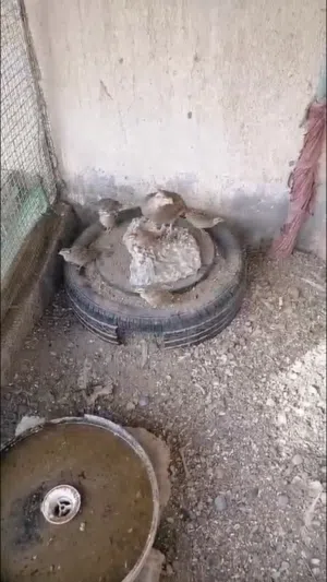 صفارده باكستاني للبيع زوج و فروخه