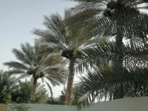 طناء نخيل ممتاز