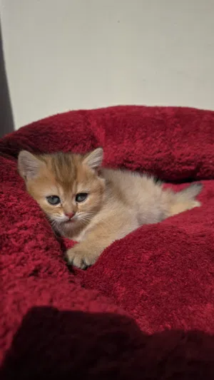 British shorthair / scottish fold