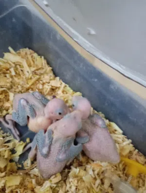 للبيع دره أخضره  امور طبيه الحمدالله سعره 12