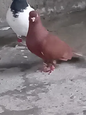 طيور حمام للبيع