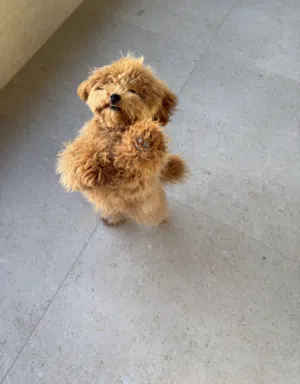 Toy Poodle Ukranian Male-Full Vaccinated متاح حالياً جرو توي بودل الأصلي