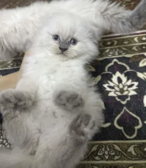 سكوتش فولد للبيع