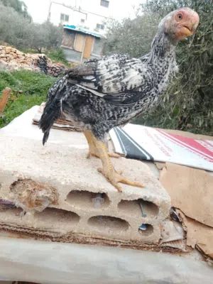 فرخ الماني نخب اول للبيع