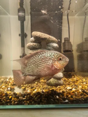 Female flowerhorn for sale heathly and active