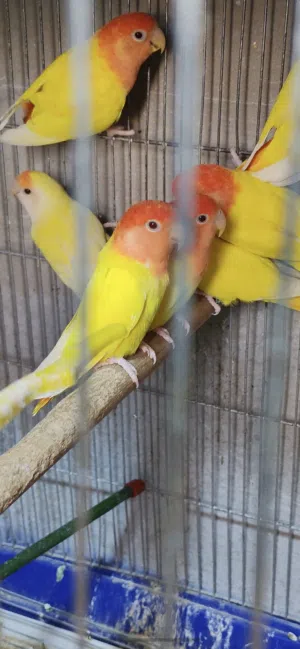 جواز روز اوبلاين