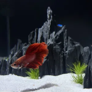 Professional 30cm Cube Aquarium — Crystal Clear Glass with Spotlight & Aquascape Design