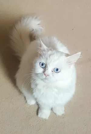 انثى هملايا