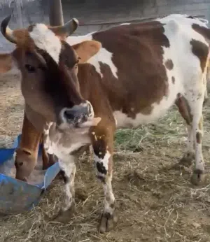 أبقار للبيع