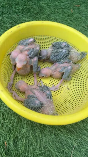 ببغاء دره للغر