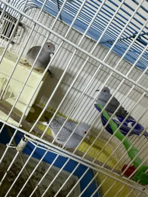 حمام ماسي وانثى للبيع