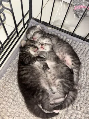 Mix ragdoll kittens