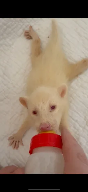Other Animals1