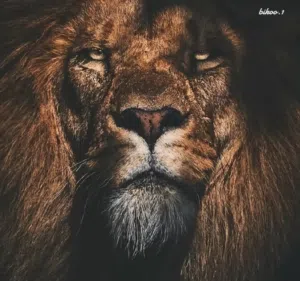 علي اللامي 