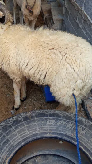 خروف عمرا 8شهور خروف وطني