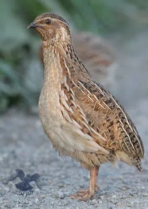 طيور فري لاحم