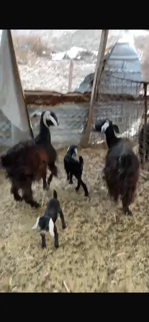 Goats0