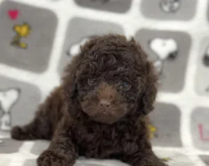 (Toy poodle) chocolate