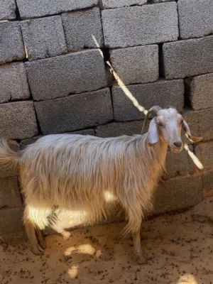 عنز ربي يبارك