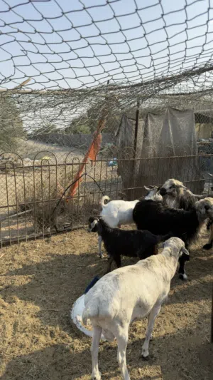 أغنام للبيع