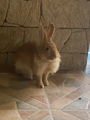 أرنب ذكر للبيع فلمنكي عملاق  دلوع و يحب اللعب