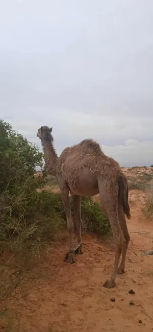 ‏جمال‏0