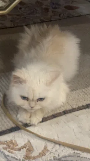 Persian cat for adoption