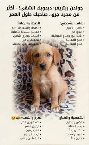 جرو جولدن للبيع