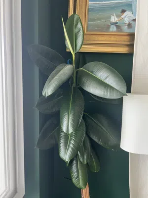 Ficus elastica