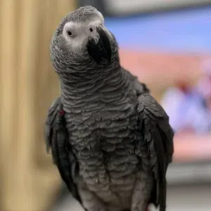 الحمدالله 