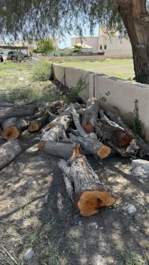 خشب سدر للبيع