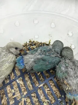 للبيع فروخ الروز جاهز لتدريب